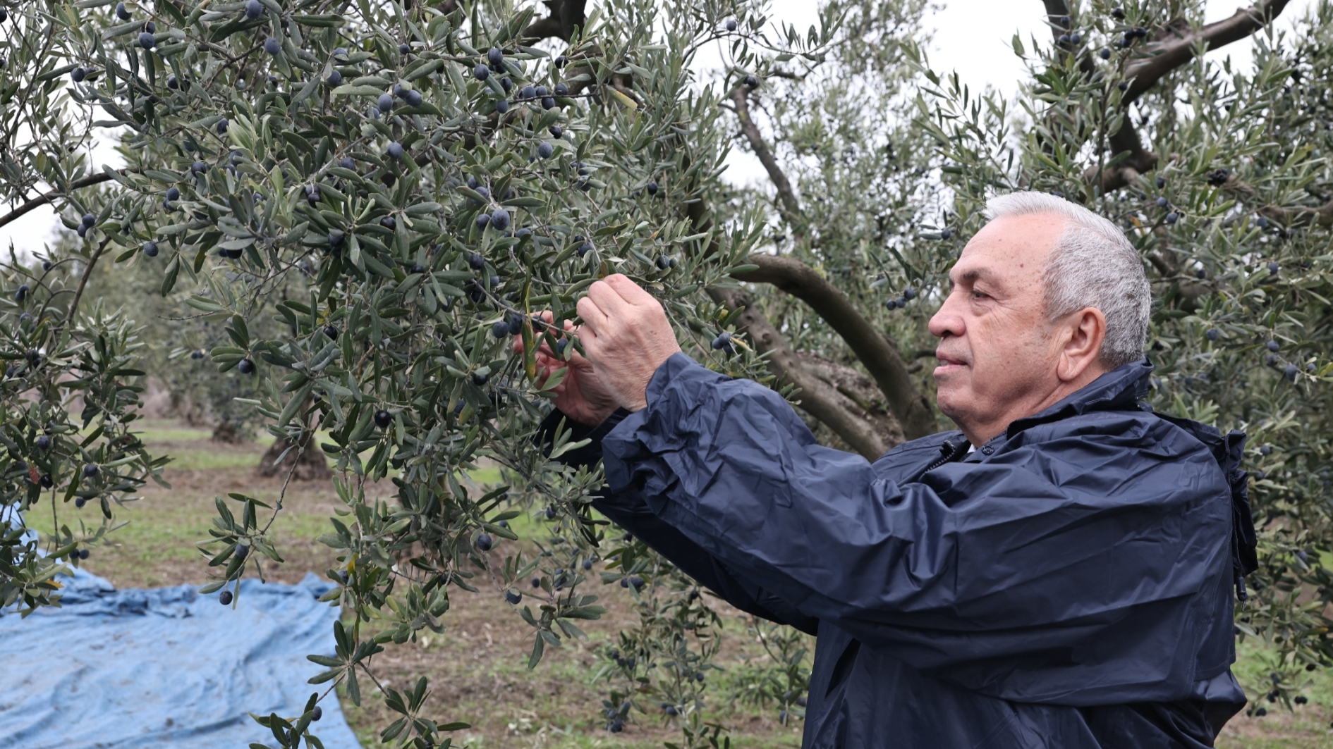 Şadi Özdemir Projeleri - Başkan Şadi Özdemir zeytin hasadına katıldı | 