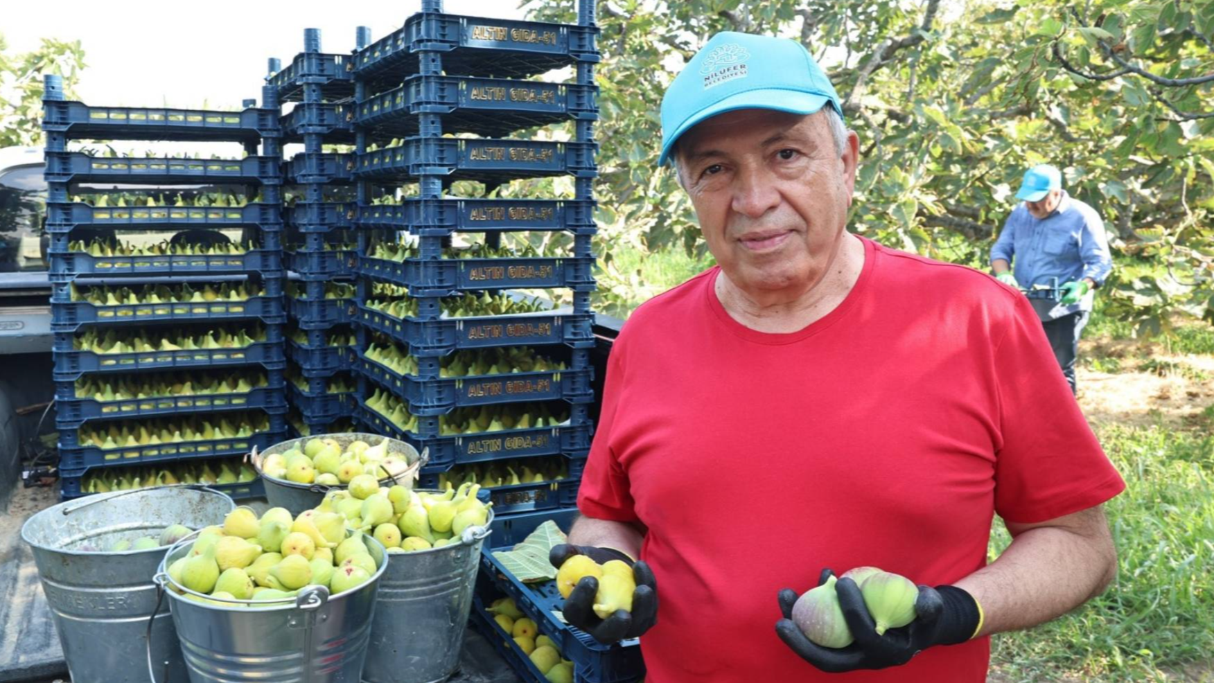 Şadi Özdemir Projeleri - Nilüfer’de incir hasadı başladı | 